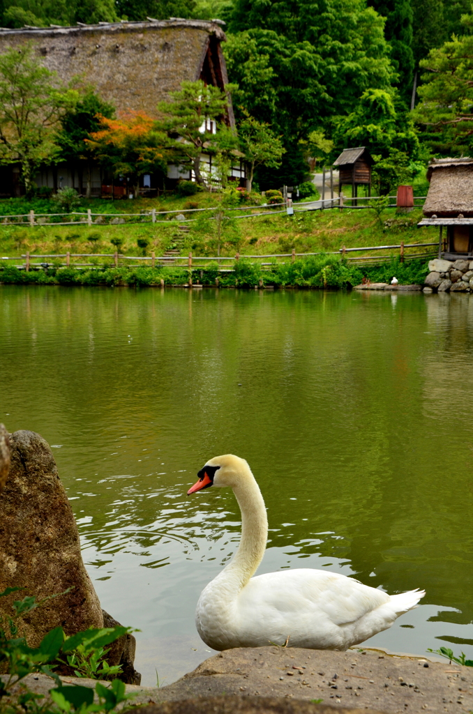 池と白鳥と合掌造り