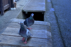 鳩来る
