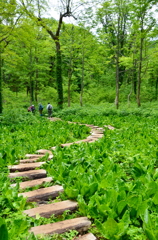 湿原を歩く 02 - 天生県立自然公園