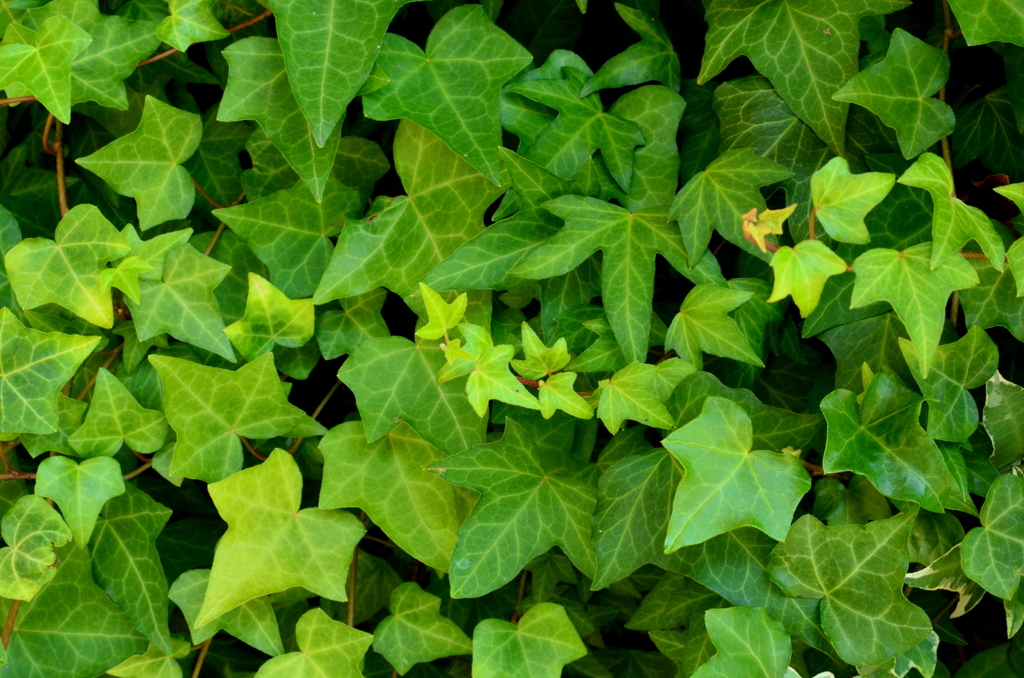 茂る蔦
