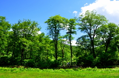 高層湿原の夏02 - 天生県立自然公園