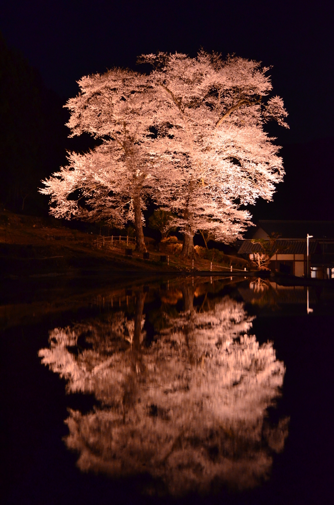 幽幻 - 苗代桜2014