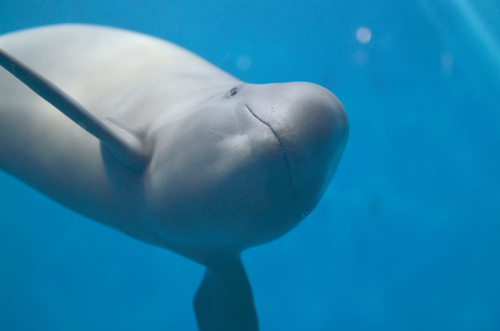 微笑み - 鳥羽水族館