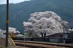 田舎の春