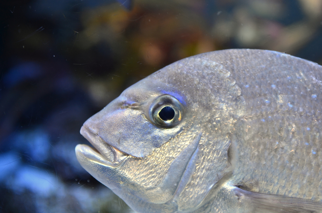 アクアリウムの魚たち 02 - 鳥羽水族館
