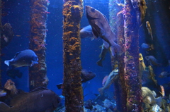 鳥羽水族館2
