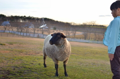 厳かな何か - 牧歌の里