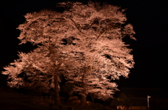 春の夜－苗代桜