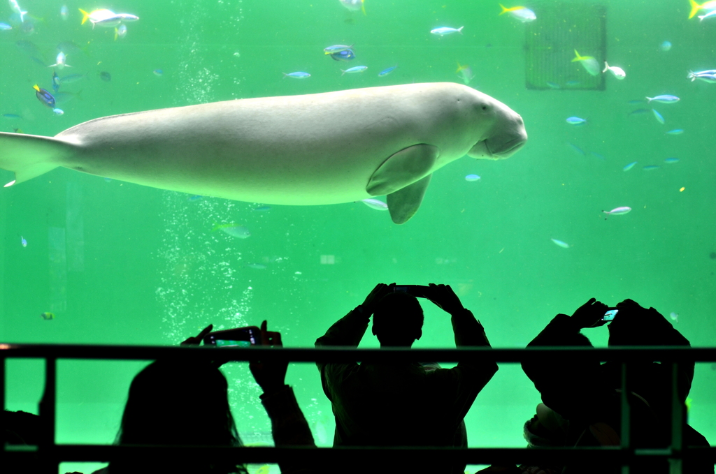 シャッターチャンス - 鳥羽水族館