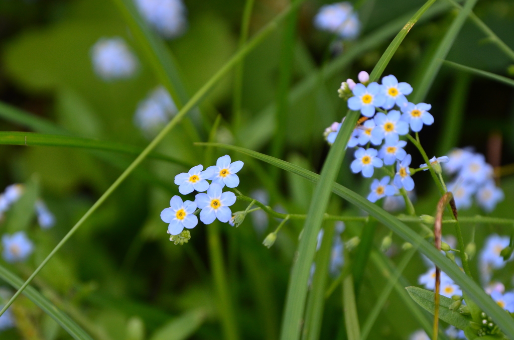 名もなき花ではなく、勿忘草