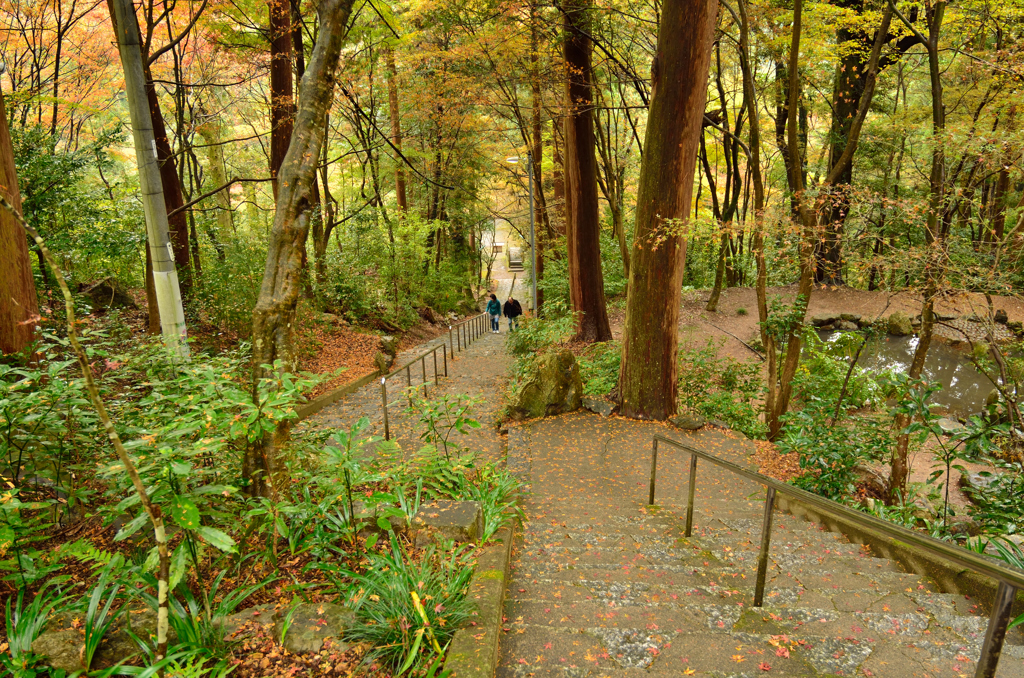 色移りゆく森のなかで -　大矢田神社