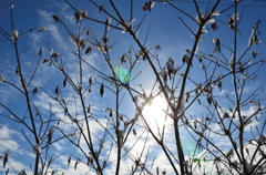 冬の空（梢に降り注ぐ）
