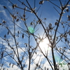 冬の空（梢に降り注ぐ）