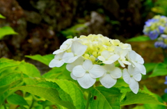あじさい三種 その２