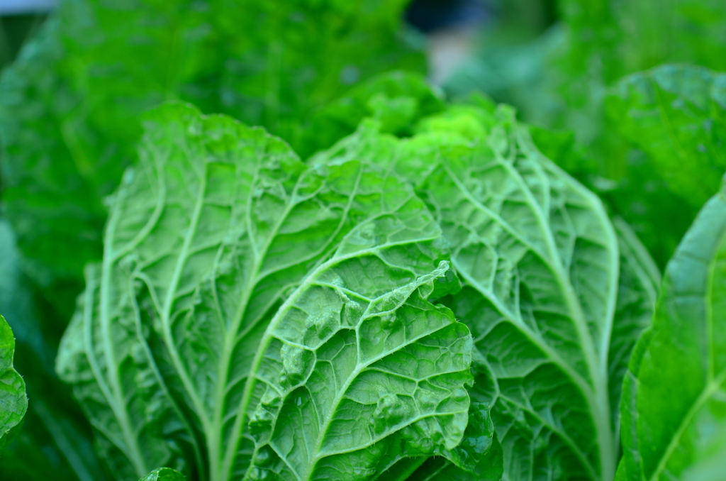 Vegetable 02