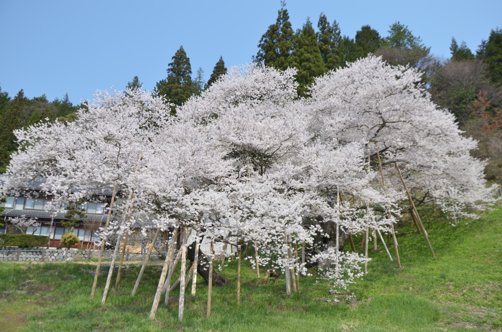 千と百年の時 01-臥龍桜