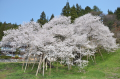千と百年の時 01-臥龍桜