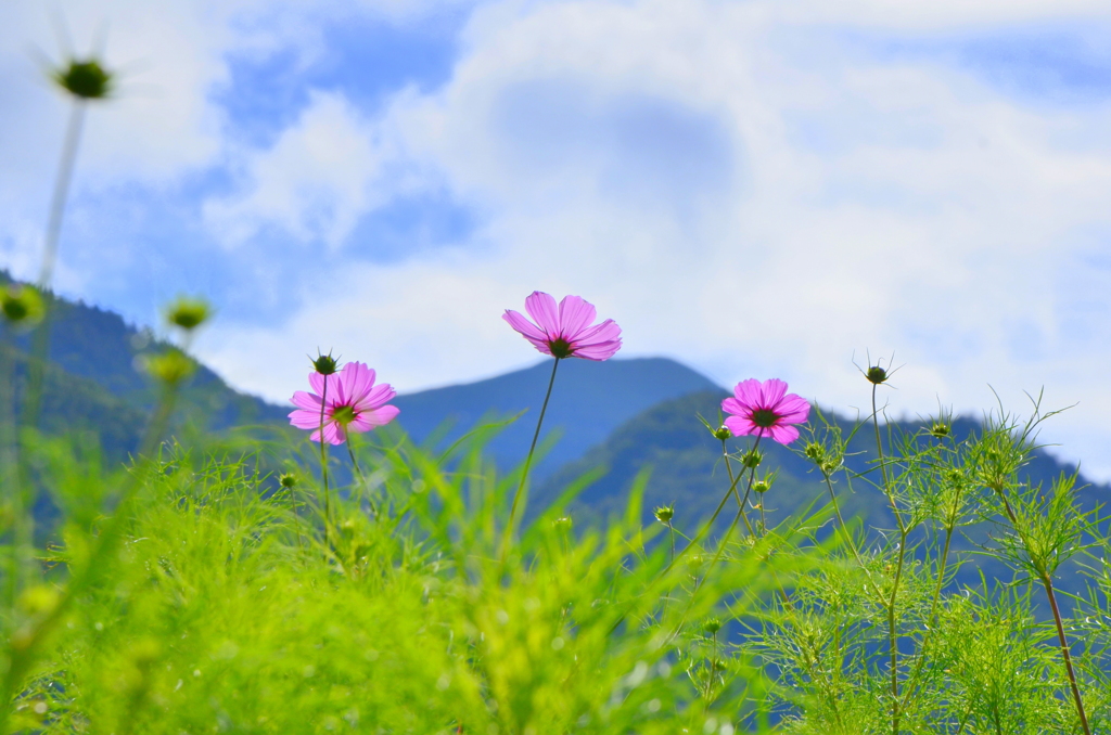 秋桜三姉妹
