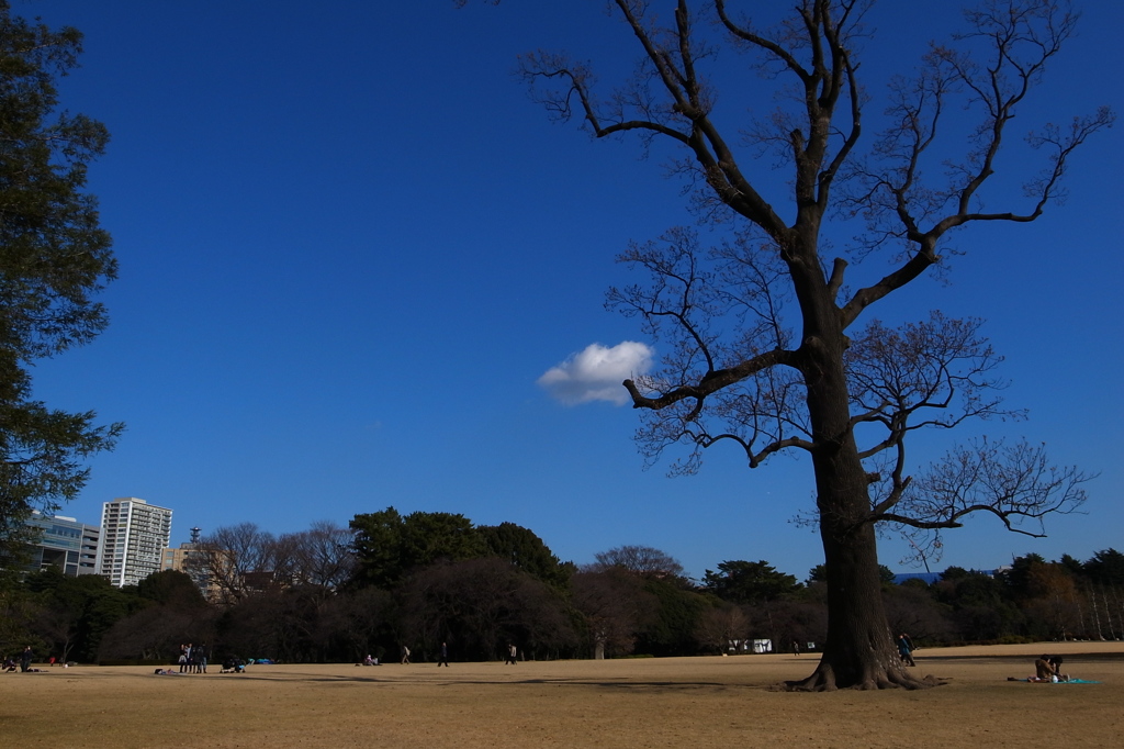冬の空（新宿御苑）