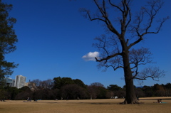 冬の空（新宿御苑）