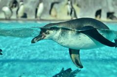 海の生き物達 01 - 鳥羽水族館