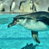 海の生き物達 01 - 鳥羽水族館