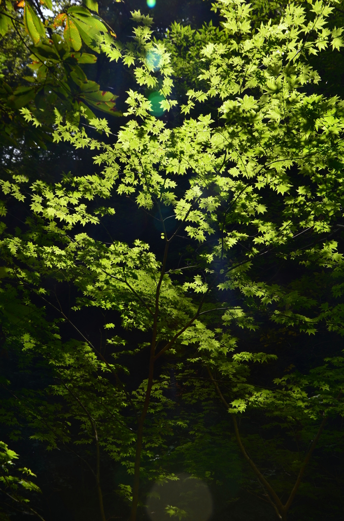 モミジの透光