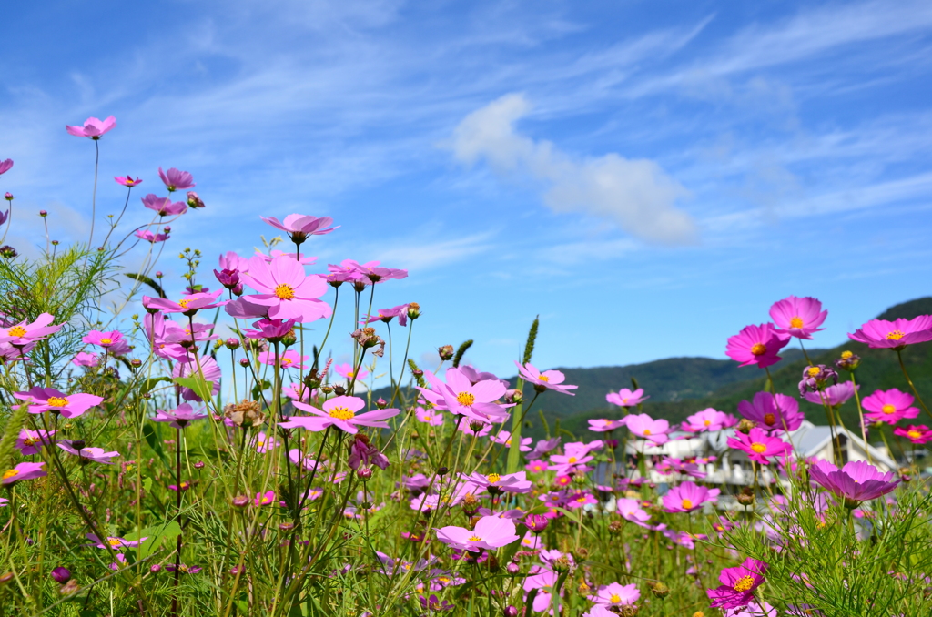 薄紅のコスモスと秋の空　03