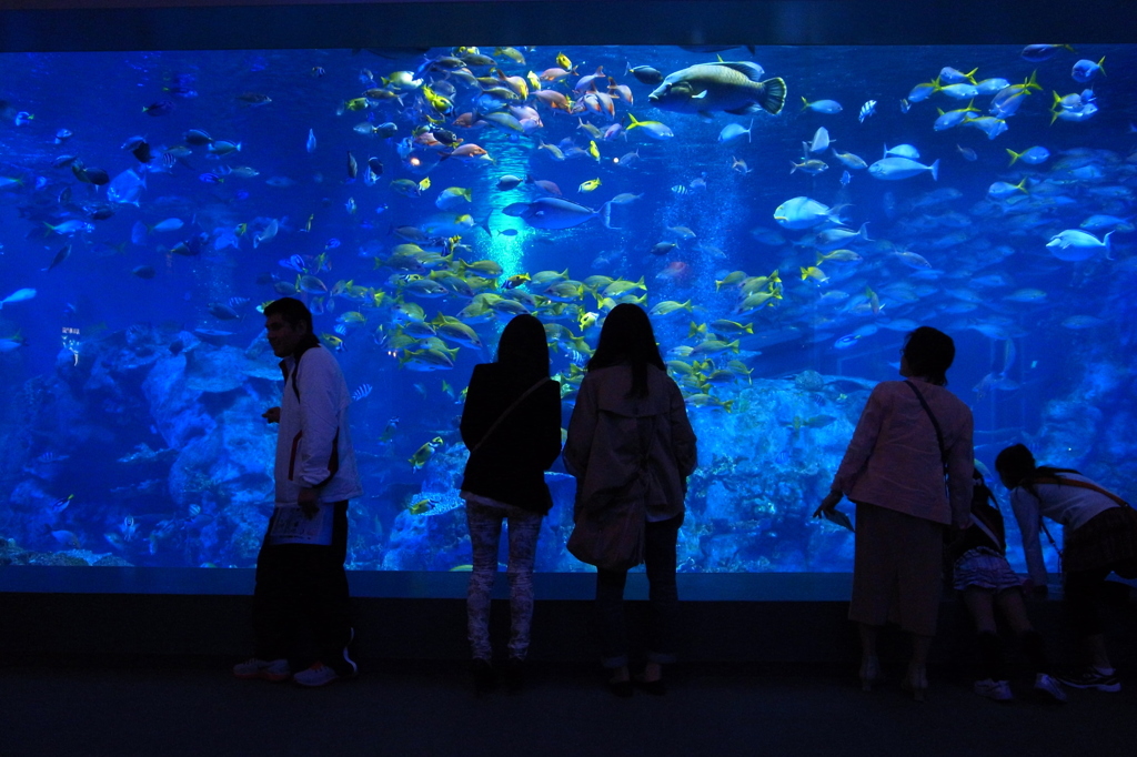 鳥羽水族館4