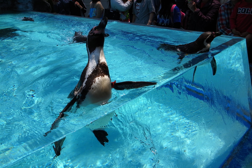 鳥羽水族館3