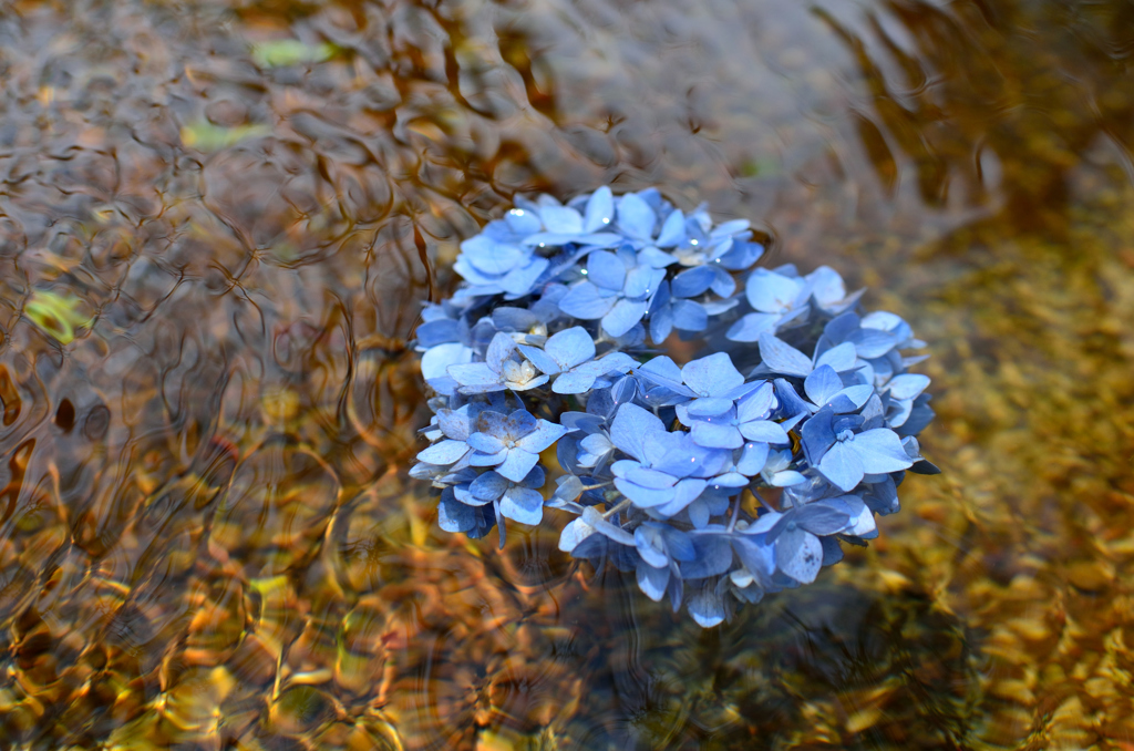 紫陽花の咲く頃に 03