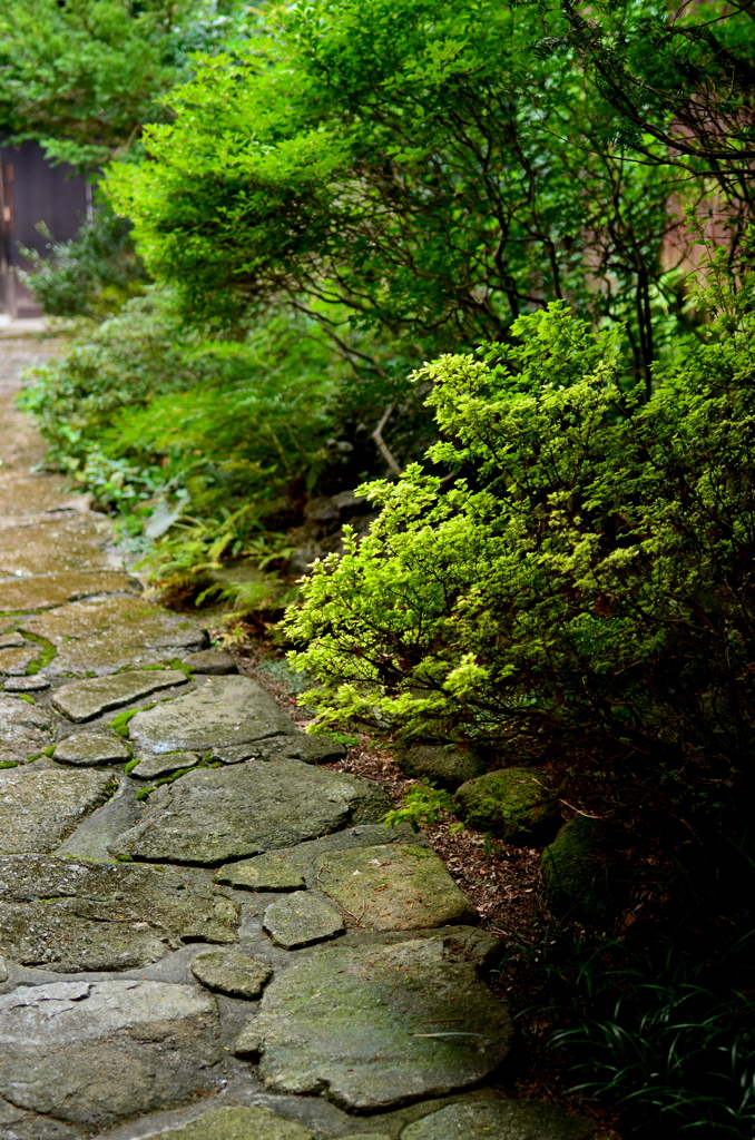 石畳の路地の青い植栽