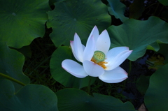 清浄と汚濁1