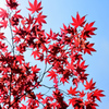 春先の紅葉 01