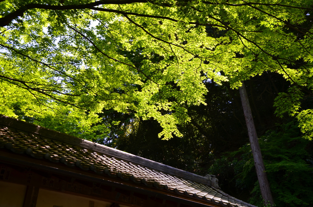 古刹を訪ねて03 - 明月院