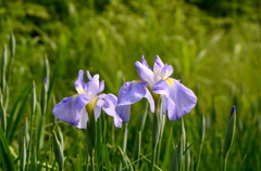 花菖蒲、光浴びて 01