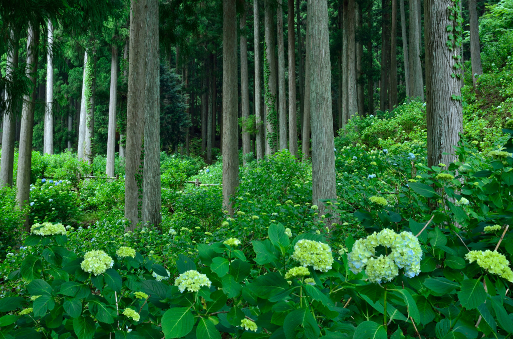 杉と紫陽花、開花前 02