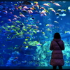 Aquarium 03 - 鳥羽水族館
