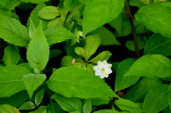 ツマトリソウが花を覗かせる 01