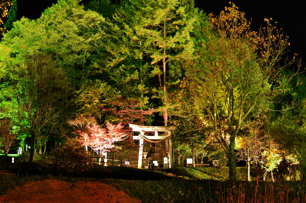 秋夜の森 - 飛騨の里