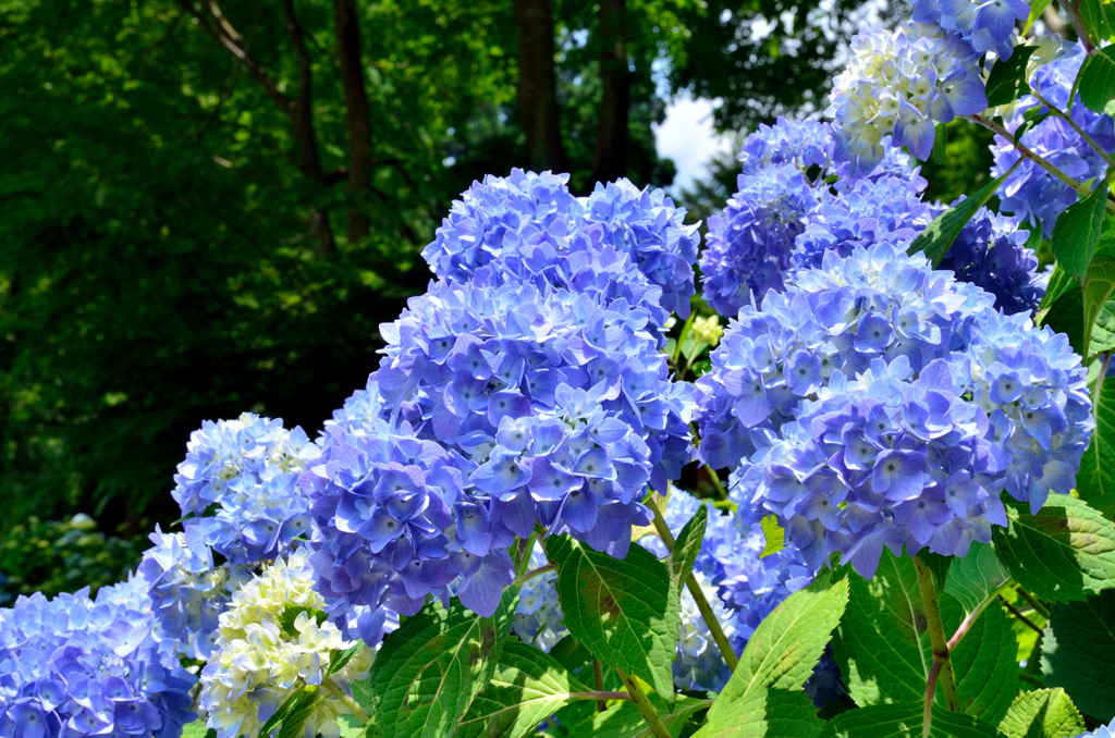 紫陽花の咲く頃に 02