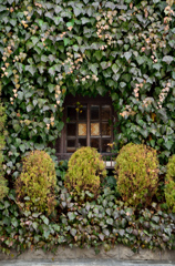 Ivy wall 02