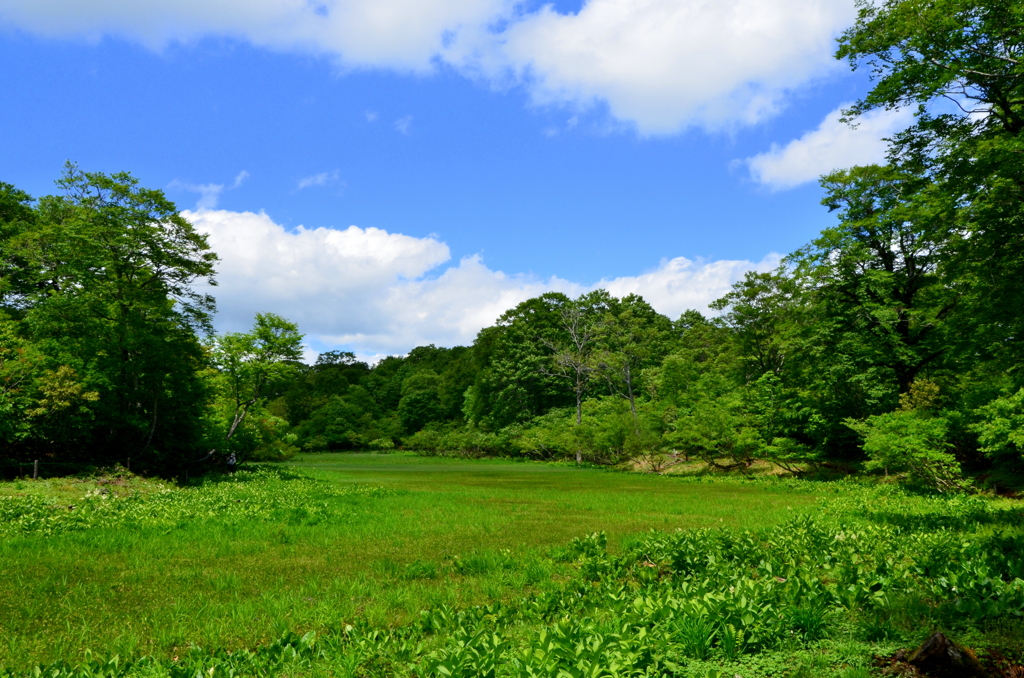 高層湿原の夏01 - 天生県立自然公園