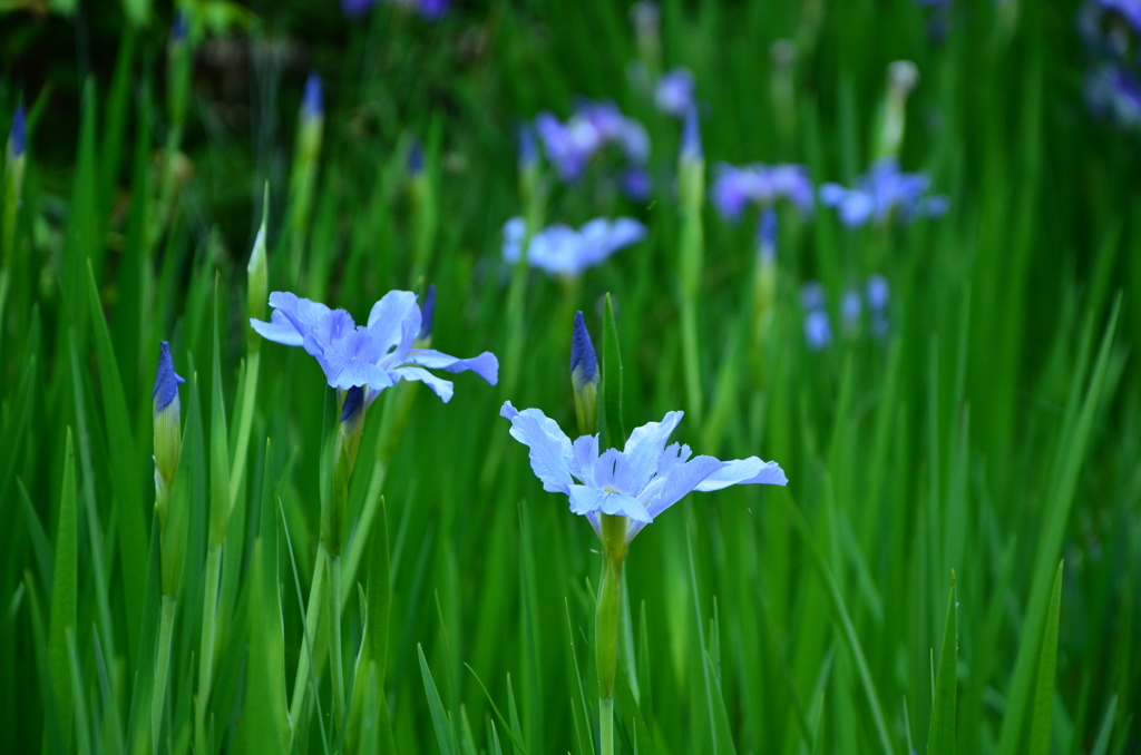 野花菖蒲 - 岐阜公園