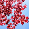 春先の紅葉 02