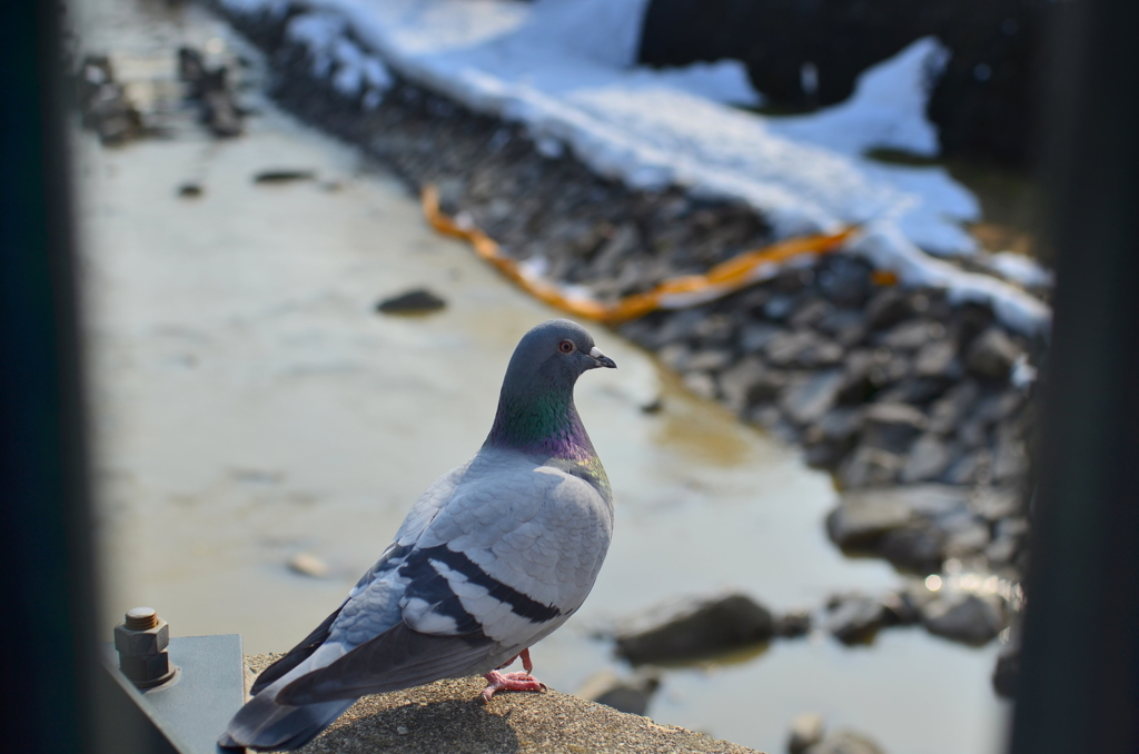 柵向こうの鳩