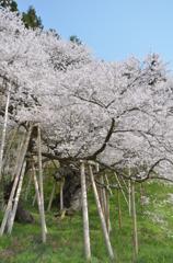 千と百年の時 02-臥龍桜