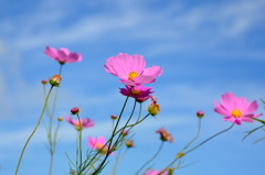 薄紅のコスモスと秋の空　01