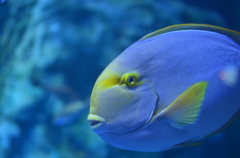 アクアリウムの魚たち 01 - 鳥羽水族館