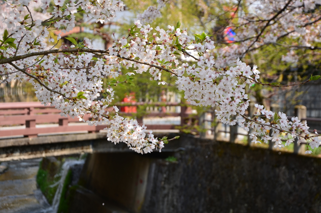 葉桜